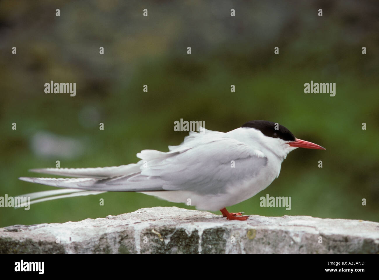 'Arctic Tern' on 'Staple Island' part of the Farne Islands Northumberland, 'Great Britain' Stock Photo