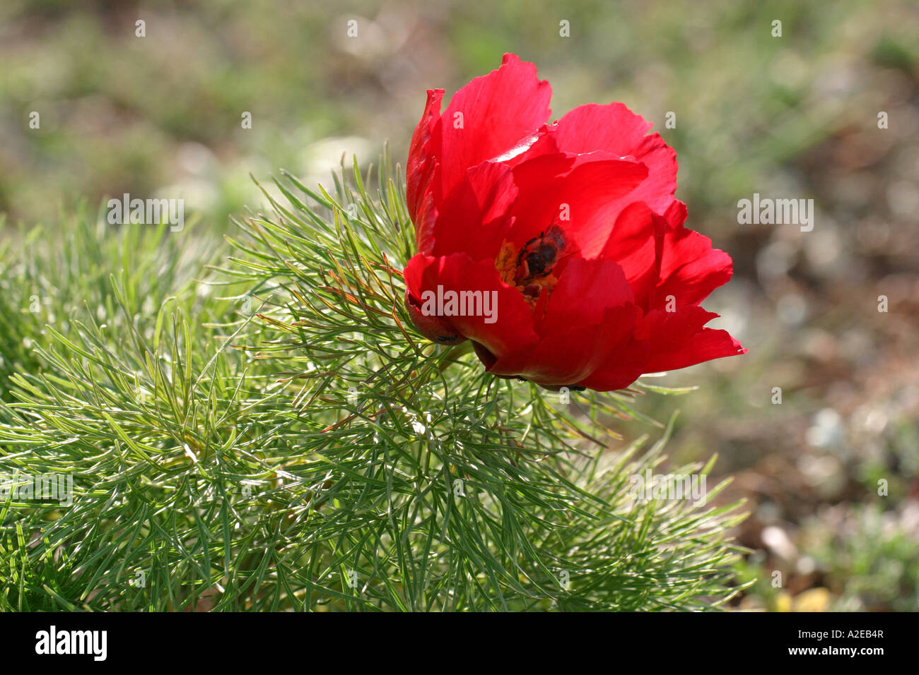 Fernleaf Peony - paeonia tenuifolia, Kaliakra steppe area, Bulgaria Stock Photo