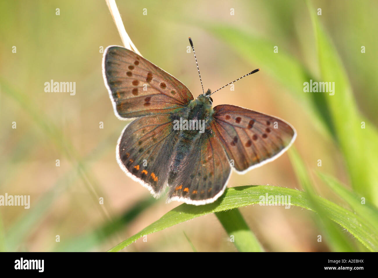 Blue butterfly, Lycaena tityrus, Lycaenidae, butterfly, female, Bulgaria Stock Photo