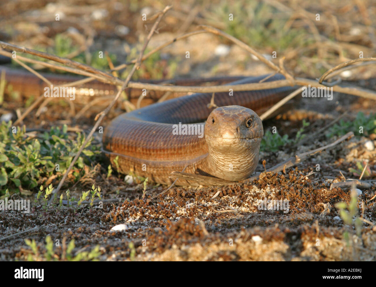 European glass lizard armored glass lizard Ophisaurus apodus Stock