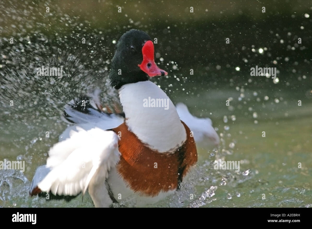 Shelduck Tadorna tadorna male have a bath in water Stock Photo