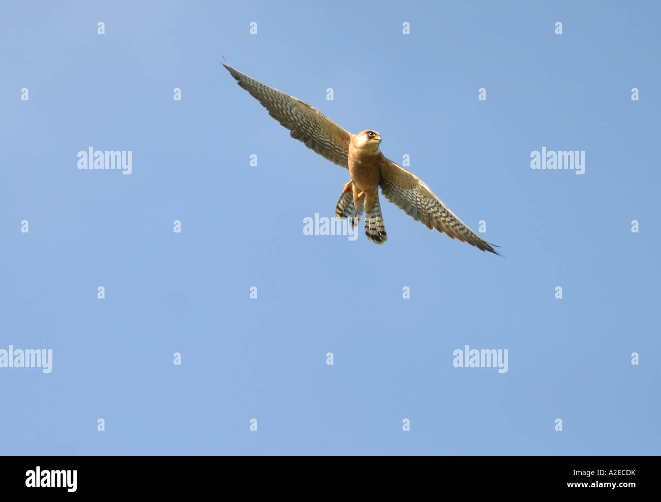 red footed falcon, Falco vespertinus, female Stock Photo