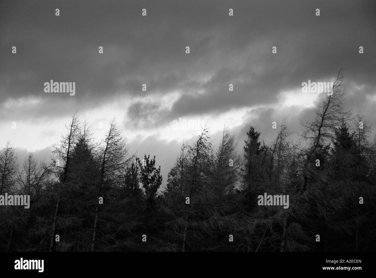 Trees and clouds Stock Photo - Alamy