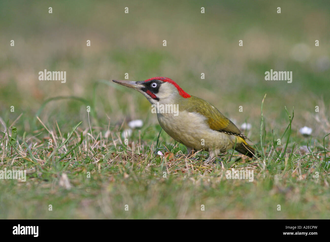 Birds eating ants hires stock photography and images Alamy
