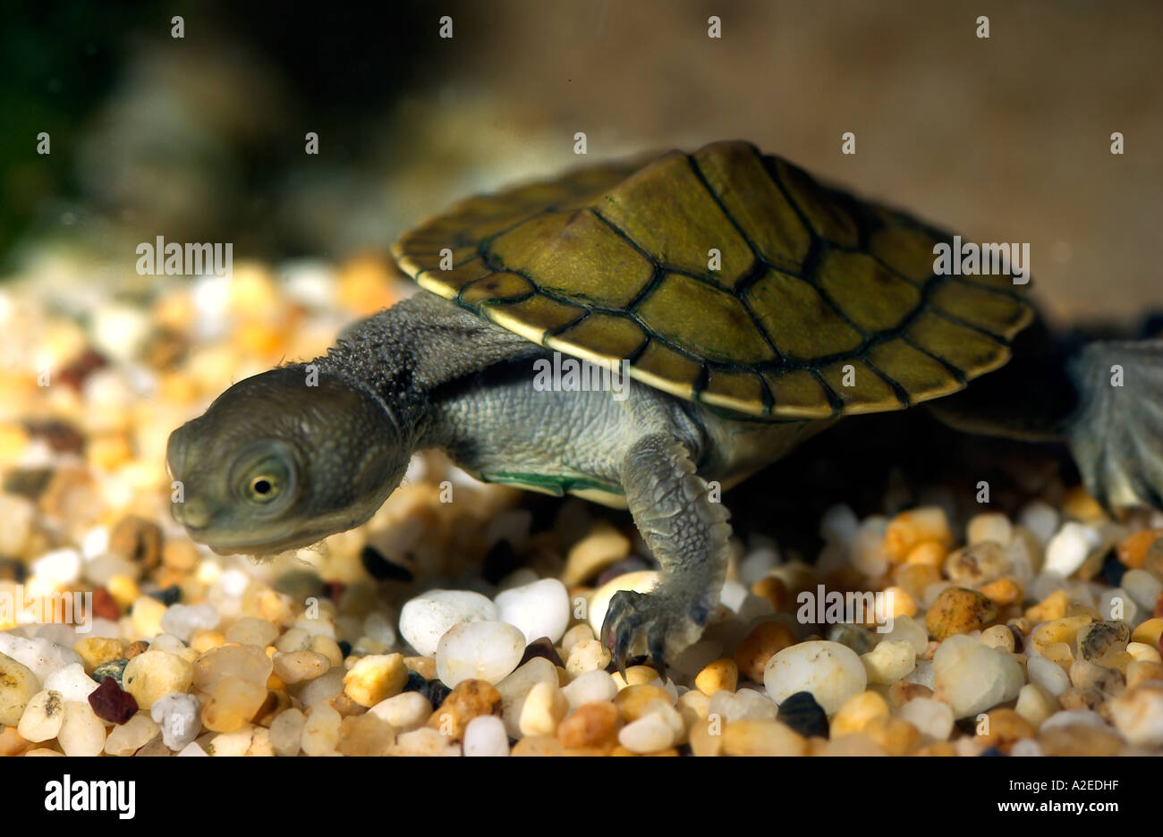Australian macquarie turtle hi-res stock photography and images - Alamy