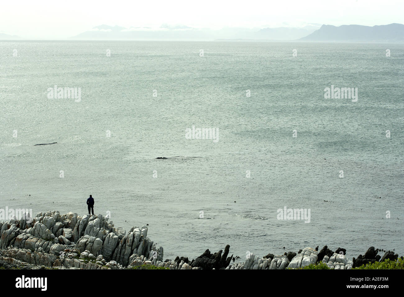 Lone Man Whale Watching Stock Photo