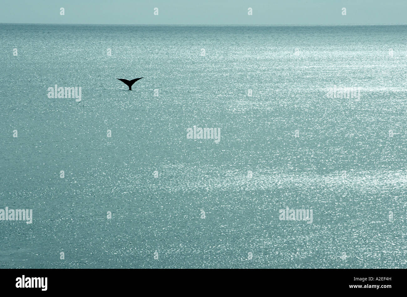 Whale Flipper in Vast Sea [1] Stock Photo