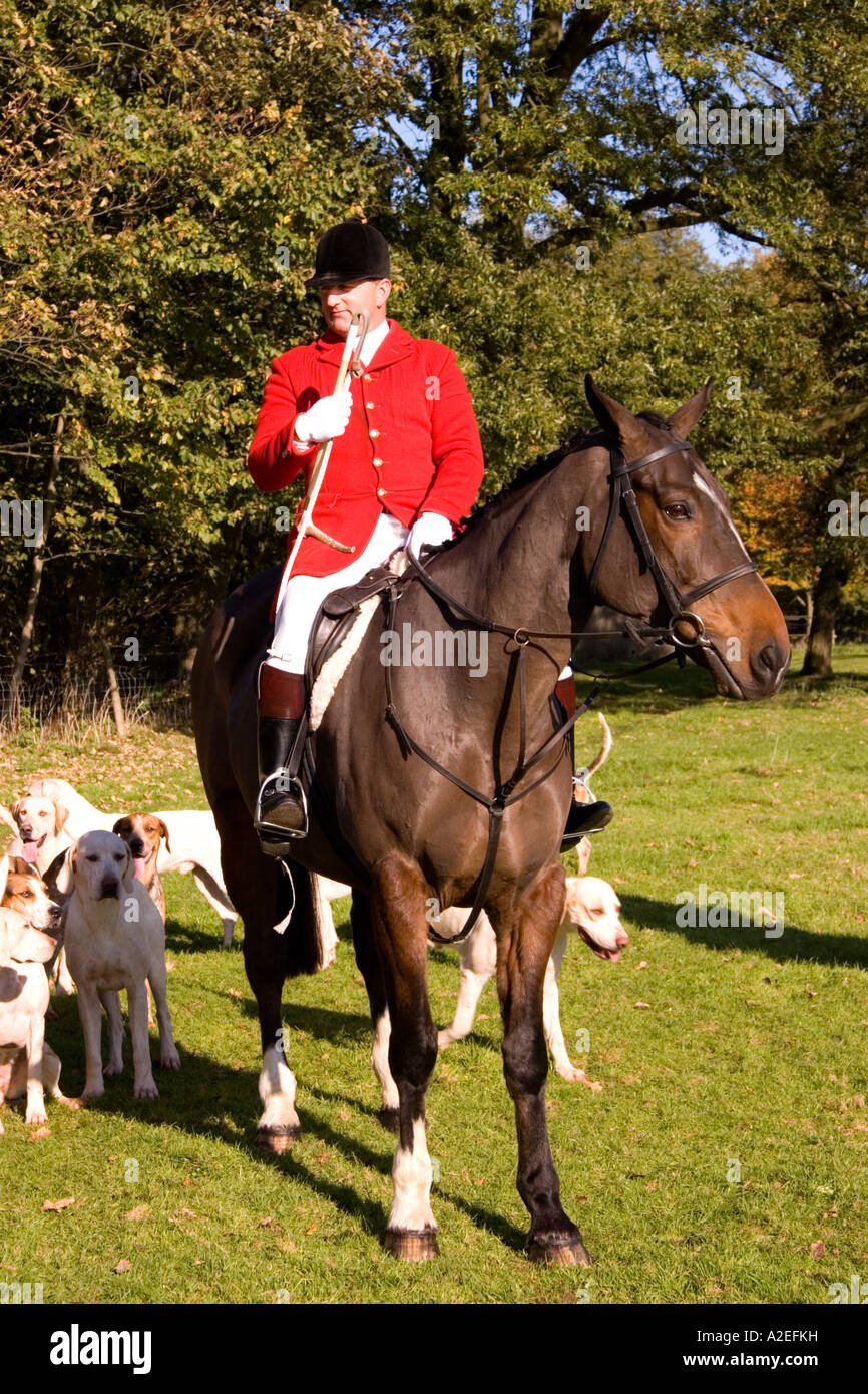 Huntsman of the Suffolk Hunt with his hounds Suffolk England UK Stock Photo