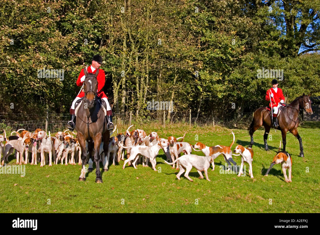 Huntsman and Whipper In of the Suffolk Hunt with the hounds Suffolk England UK Stock Photo