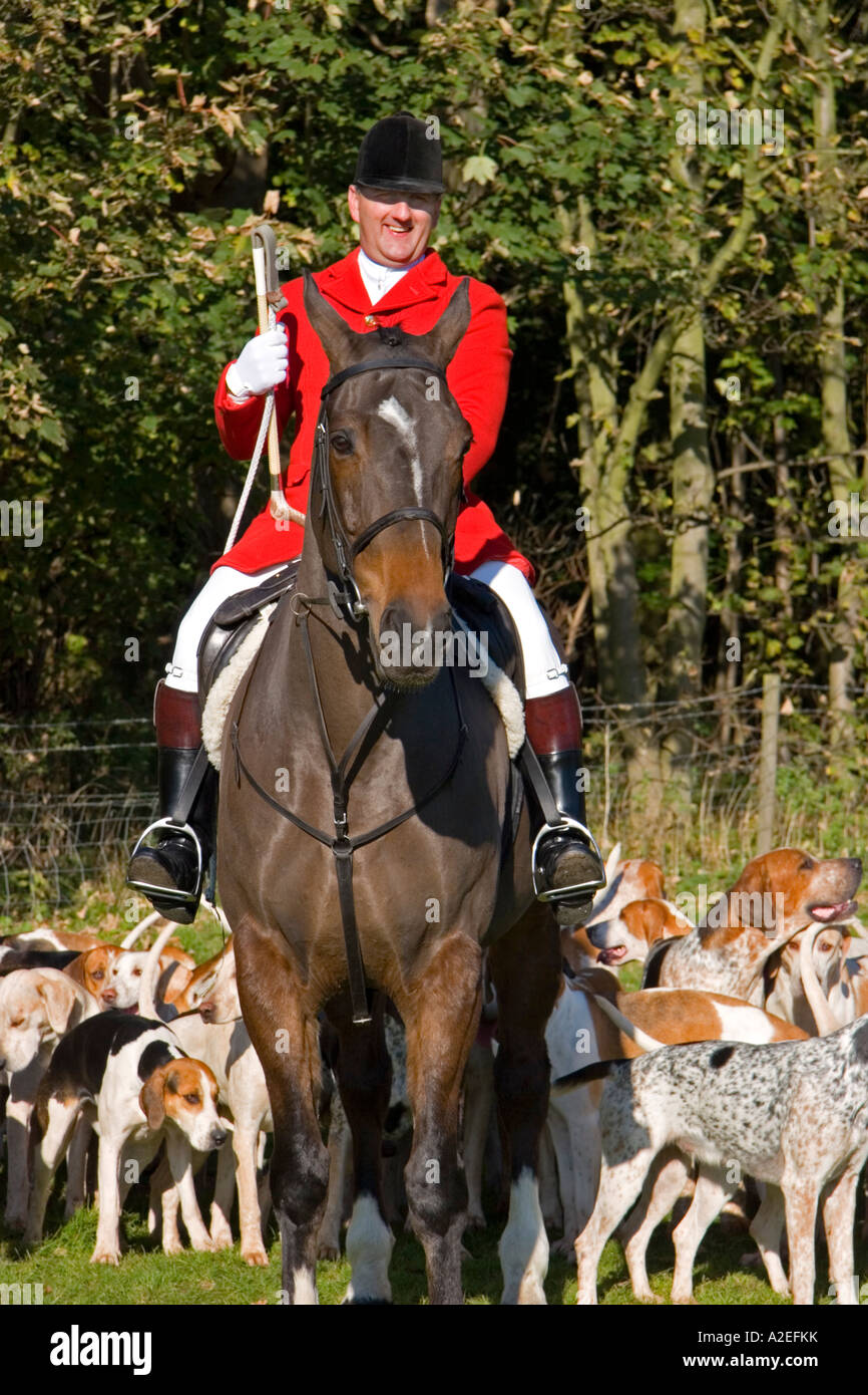 Huntsman of the Suffolk Hunt with his hounds Suffolk England UK Stock Photo