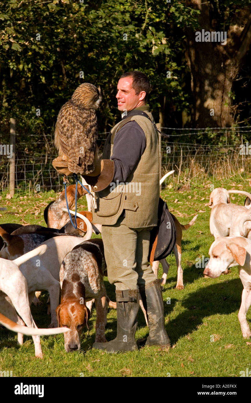 Handler of the Suffolk Hunts European Eagle Owl Suffolk England UK Stock Photo