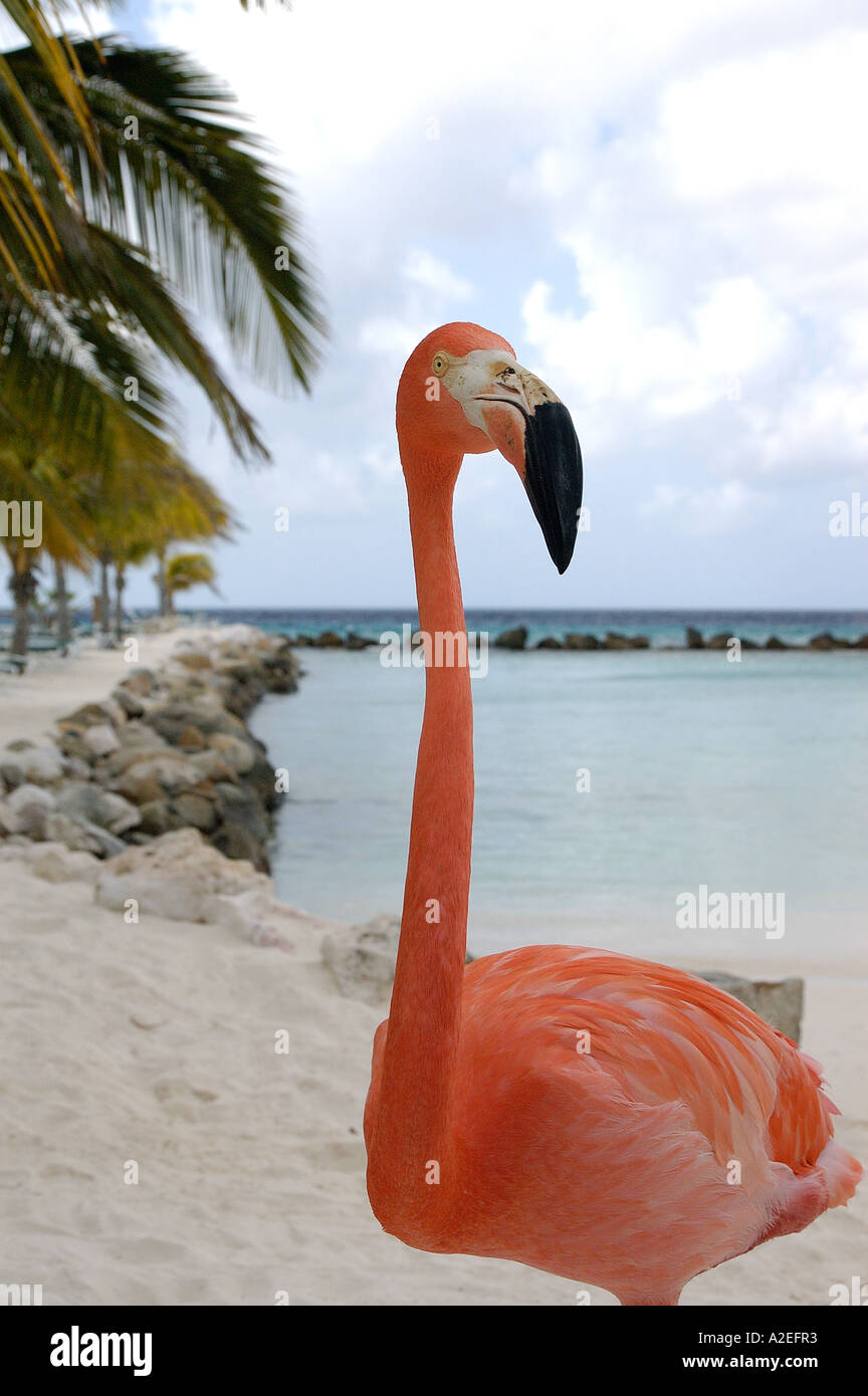 Aruba, Renaissance Island, pink flamingo Stock Photo
