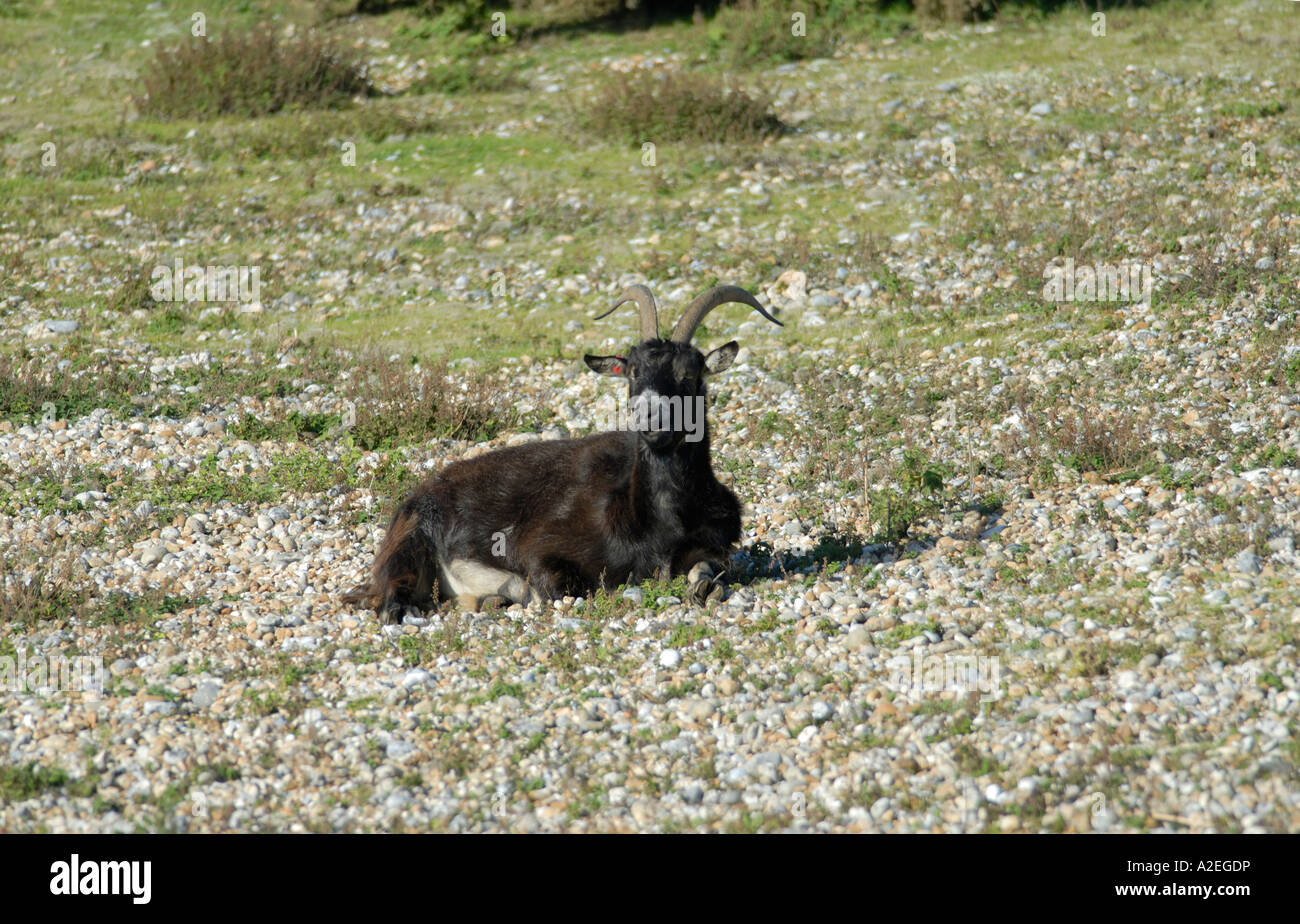A goat rests on the shingle at the Dungeness Nature Reserve where they are used to help manage dominant vegetation Stock Photo