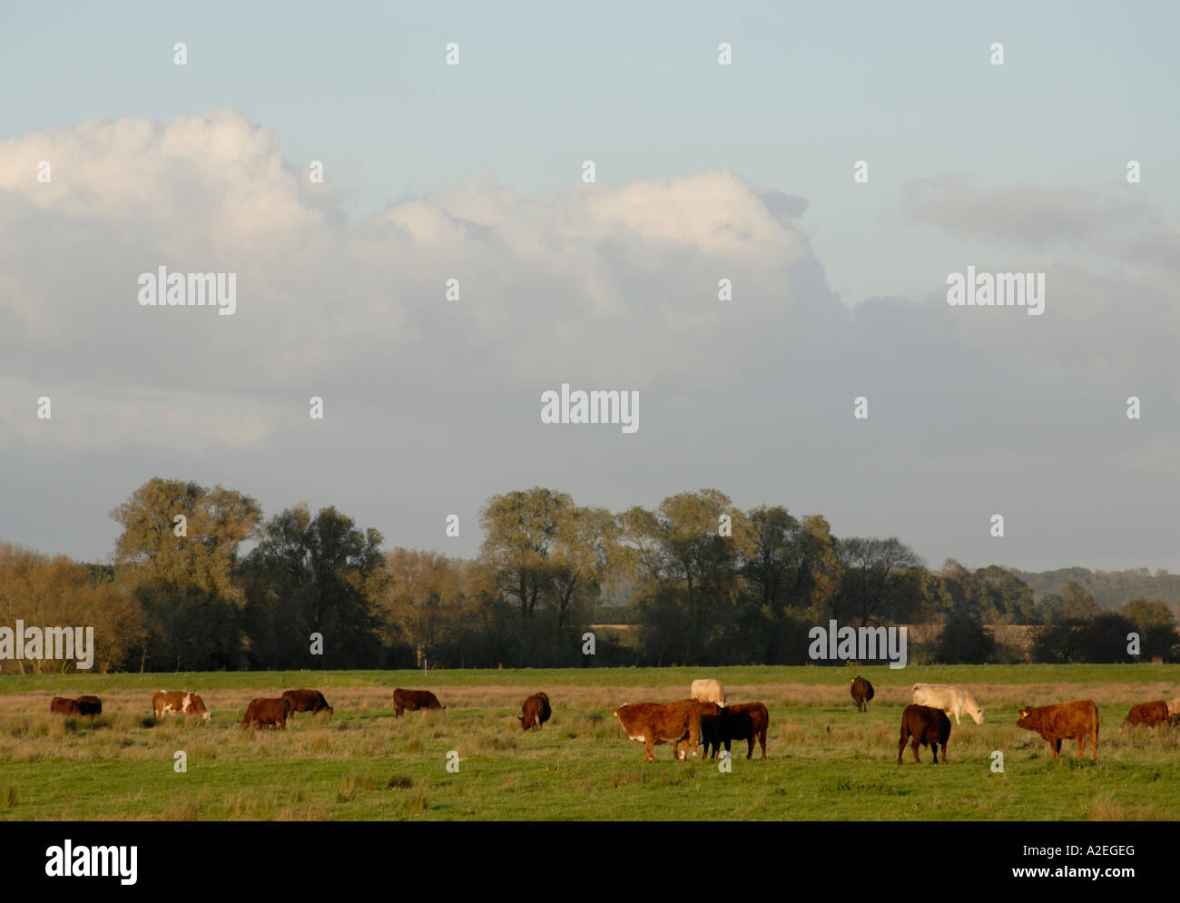 Cows graze in meadows beside the River Rother Newenden Kent England UK 01 November 2006 Stock Photo