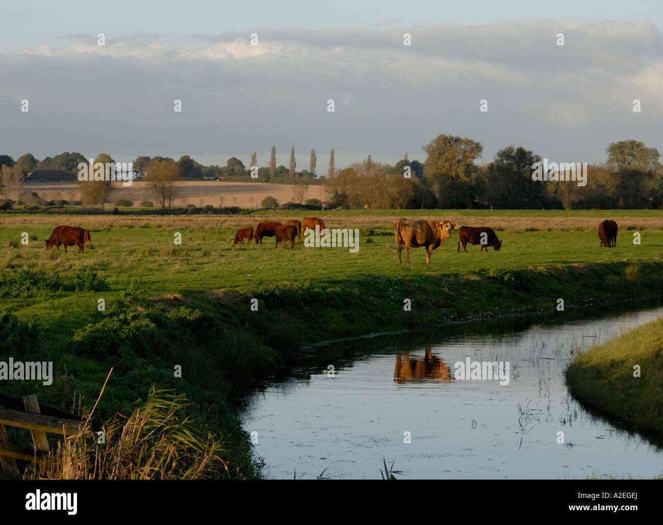 Cows graze by the River Rother once an important waterway through Romney Marsh to the sea at Rye Stock Photo