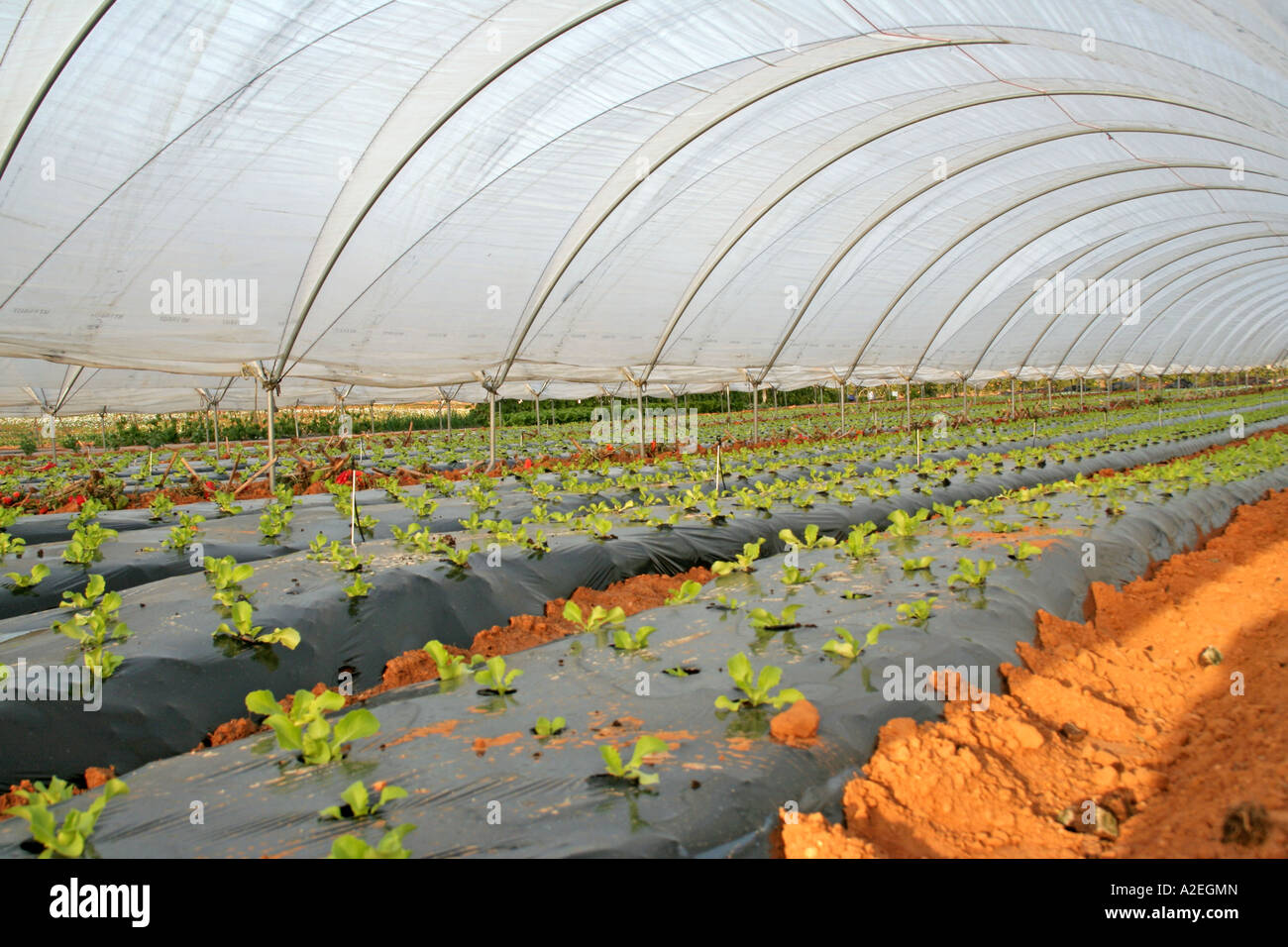 Inside Plastic greenhouses and poly tunnels intensive vegetable and
