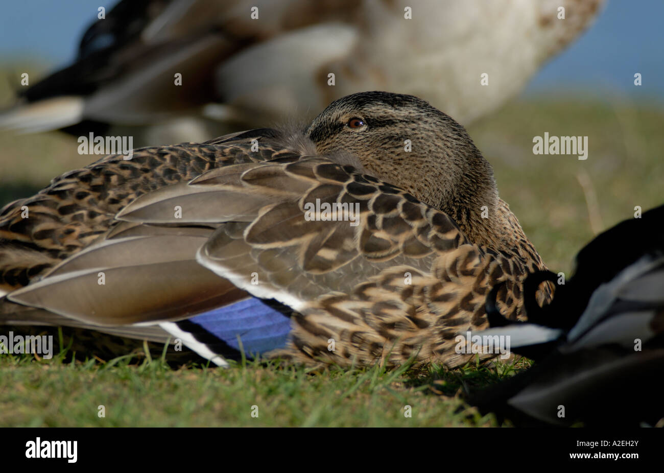 Mallard duck beak open hires stock photography and images Alamy