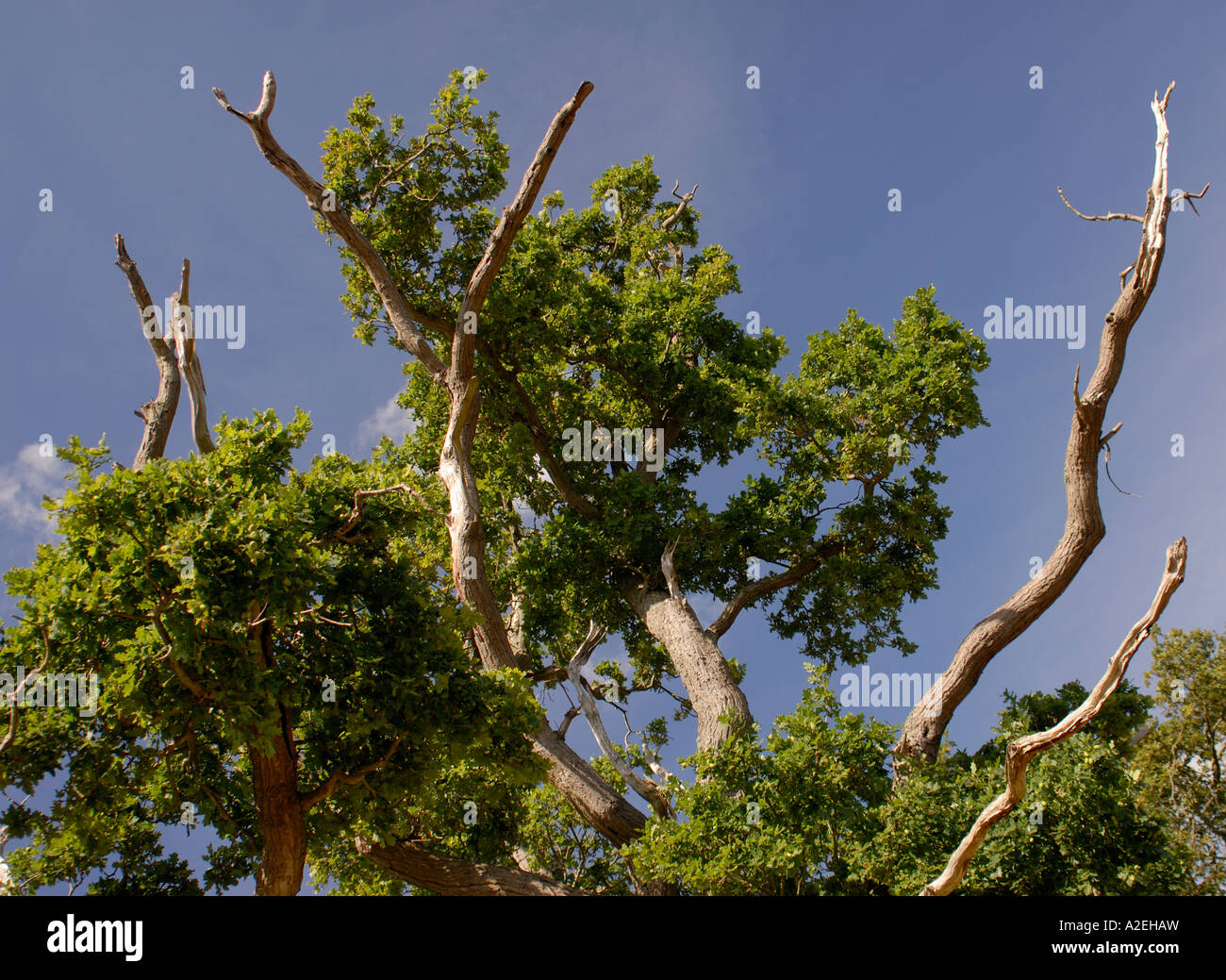 Dead branches at the top of an Oak Quercus species tree show that ...