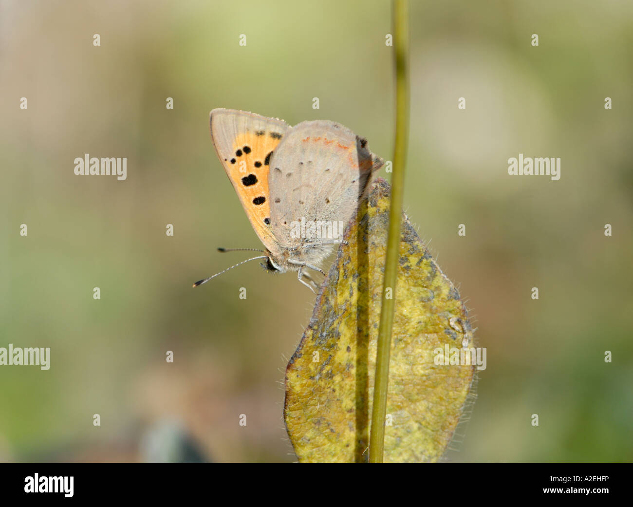 Small Copper Butterfly Lycaena phlaeas Stock Photo