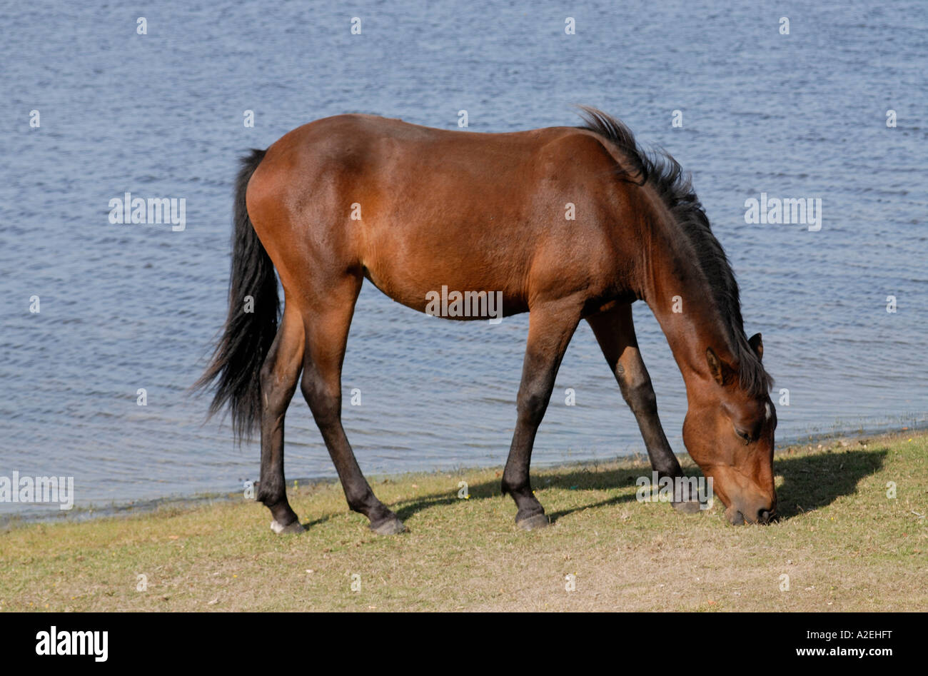 A New Forest Pony grazes on sparse grass brown from the summer s drought beside a lake Stock Photo