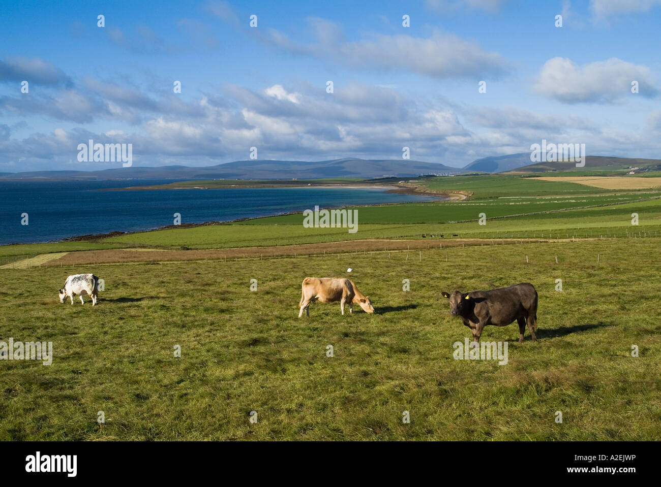 dh Cow ANIMALS FARMING Beef cattle cows grazing in field above Scapa Flow shore Orkney Stock Photo
