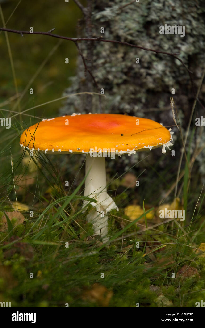 dh Amanita muscaria MUSHROOM UK Fungus in woodland Strathtummel valley flora fungi wood forest Stock Photo