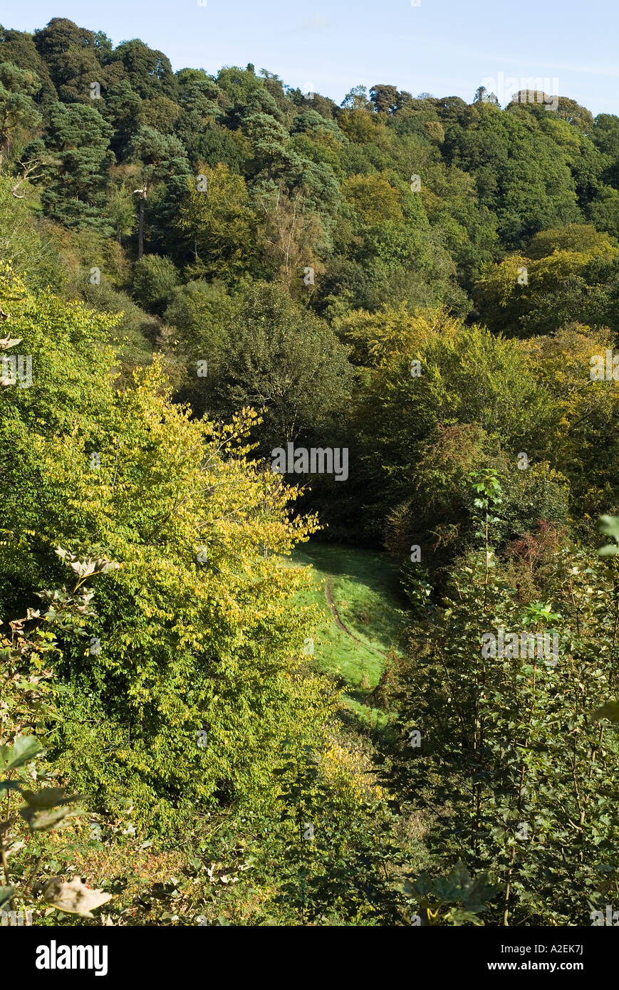 Woods woodland trees hi-res stock photography and images - Alamy