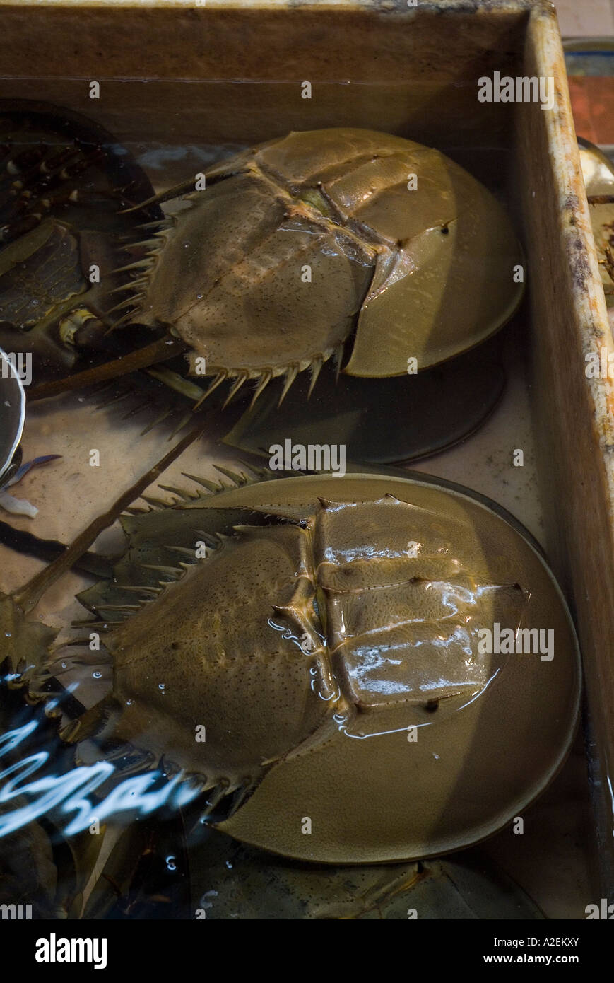 dh Mangrove horseshoe crabs NORTH POINT HONG KONG fresh fish market crab live asia Stock Photo