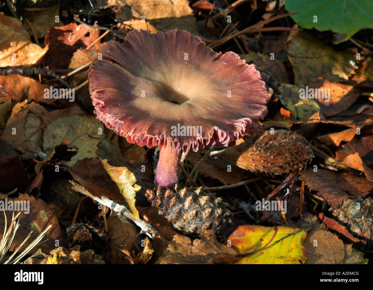 Russula rosea hi-res stock photography and images - Alamy