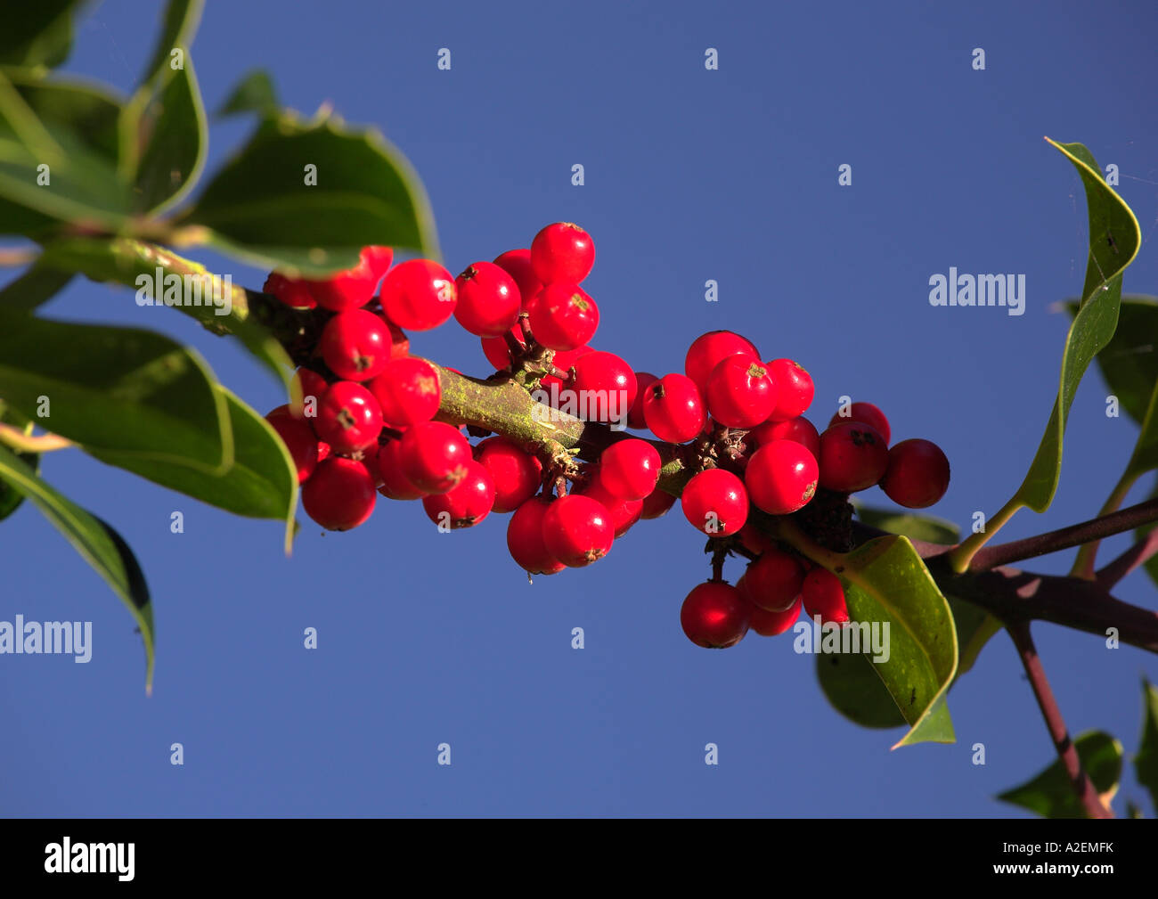 Cotoneaster Red Berries latin Hybridus pendulus against a deep blue sky Sussex UK Stock Photo