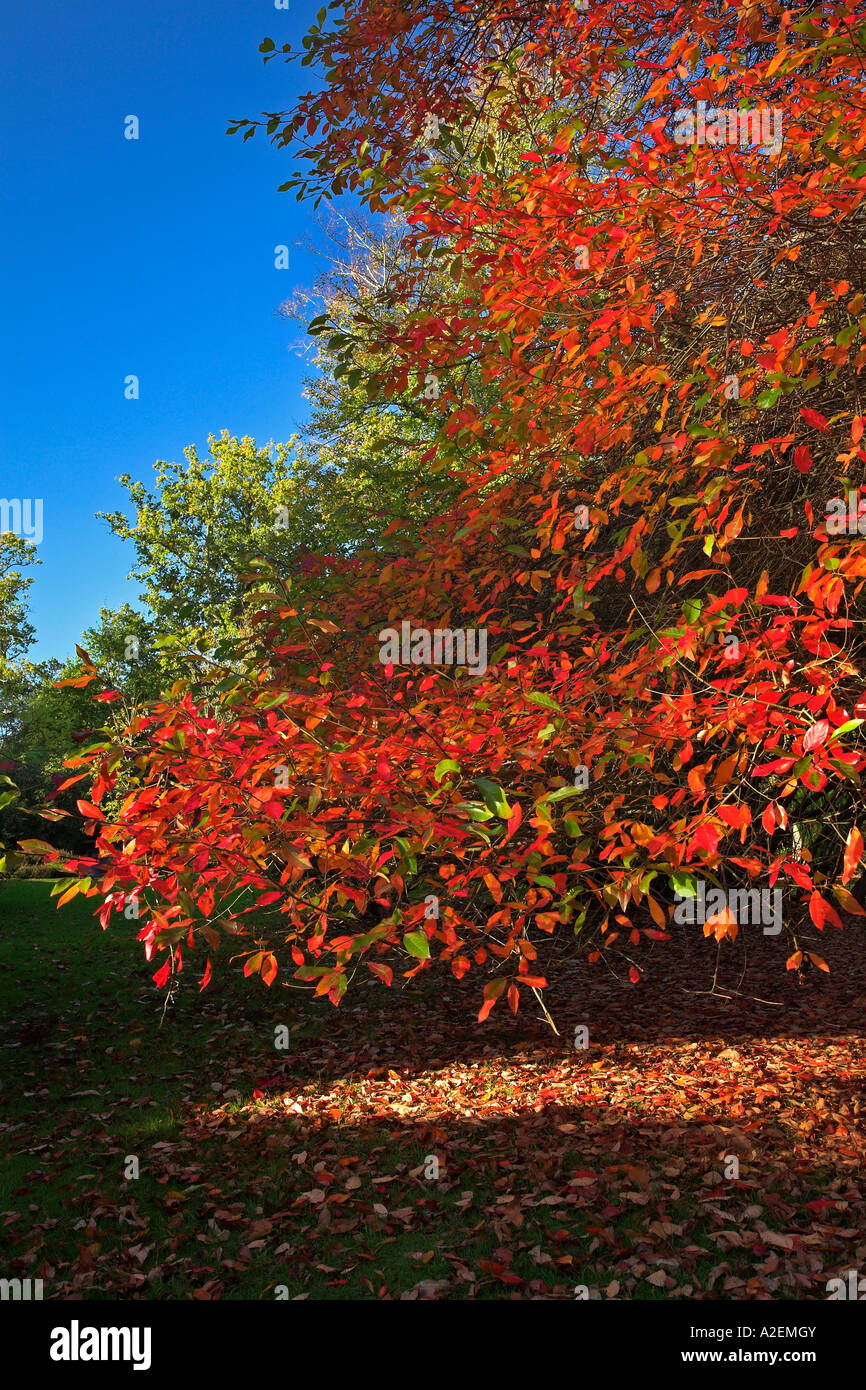 Golden acer tree leaves hi-res stock photography and images - Alamy