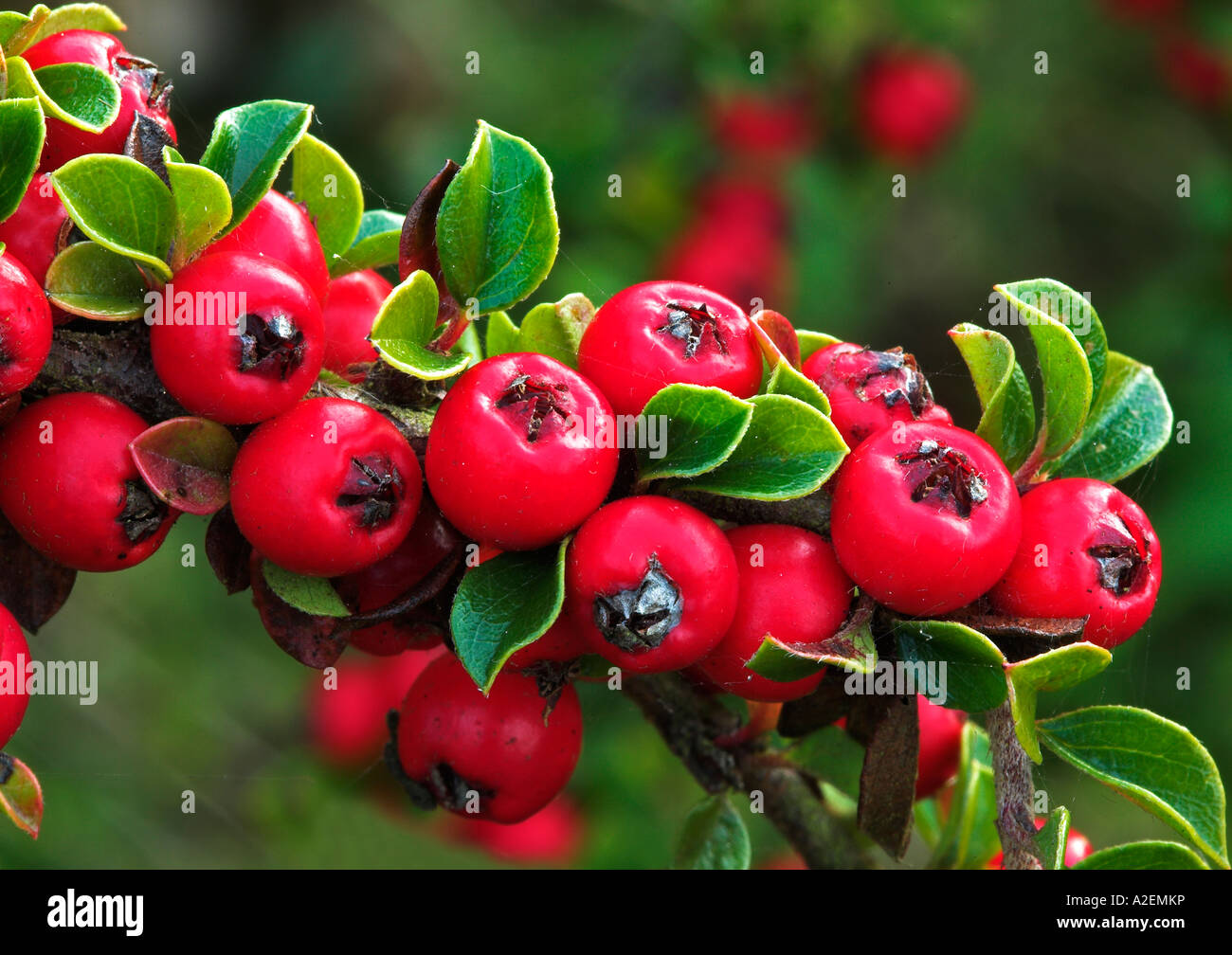 Cotoneaster Red Berries latin Hybridus pendulus West Sussex UK Stock Photo