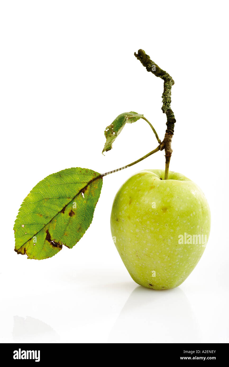 Organic apple on a bough Stock Photo