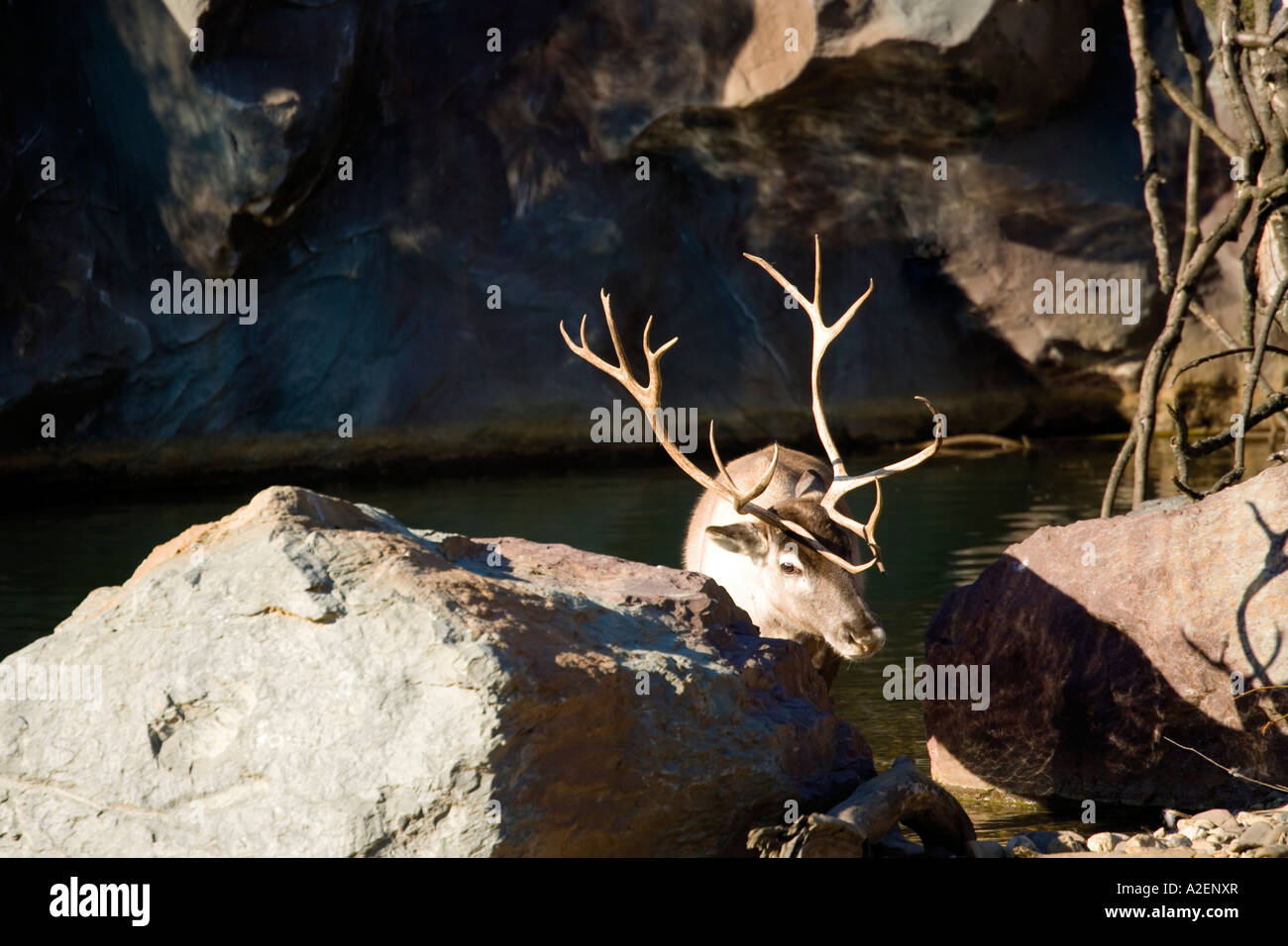 Germany, Gelsenkirchen, Zoom Erlebniswelt, Reindeer Stock Photo