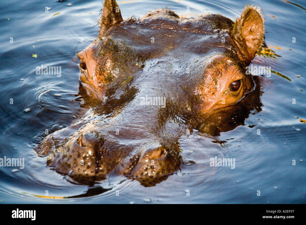 Germany, Gelsenkirchen, Zoom Erlebniswelt, Hippopotamus Stock Photo