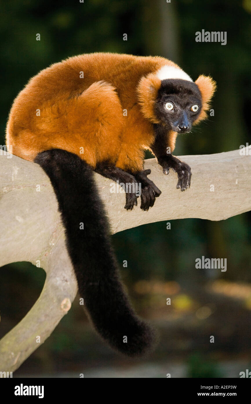 Germany, Gelsenkirchen, Zoom Erlebniswelt, Red ruffed lemur Stock Photo