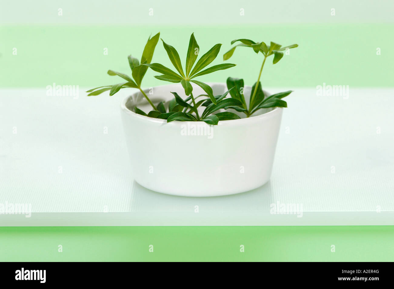 Woodruff in a cup Stock Photo