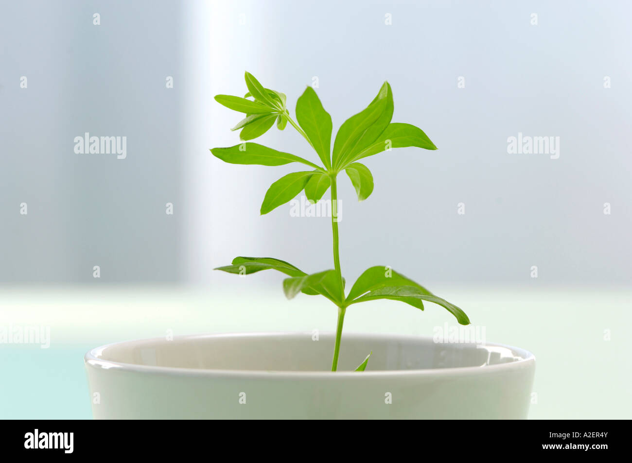 Woodruff in a cup, close-up Stock Photo