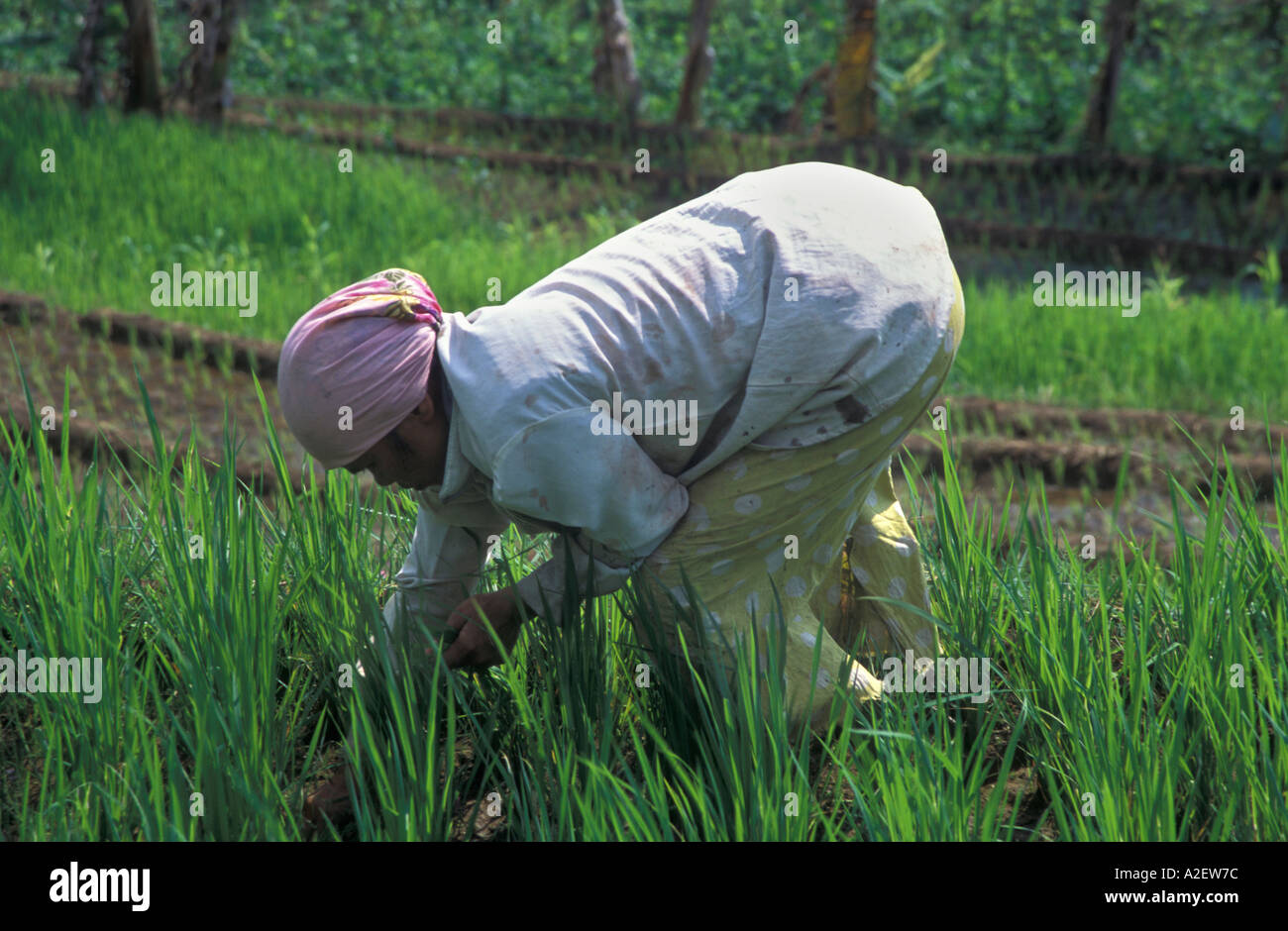 Rice planting central Java Indonesia Stock Photo - Alamy