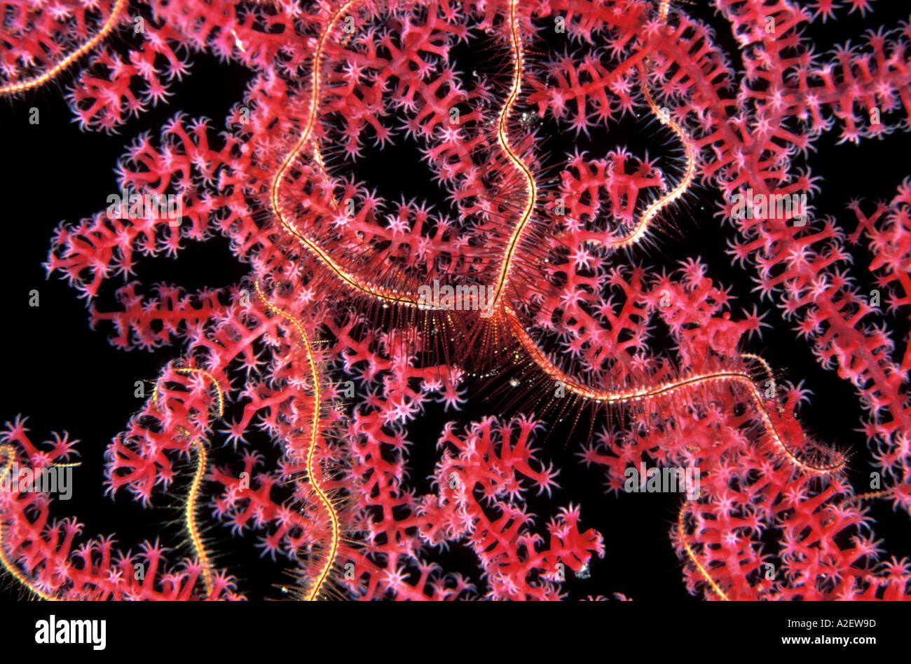 Brittle stars on a soft coral Sulawesi Indonesia Stock Photo Alamy