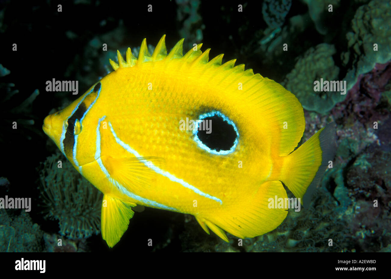 Bennet s butterflyfish Chaetodon bennetti Sulawesi Indonesia Stock Photo