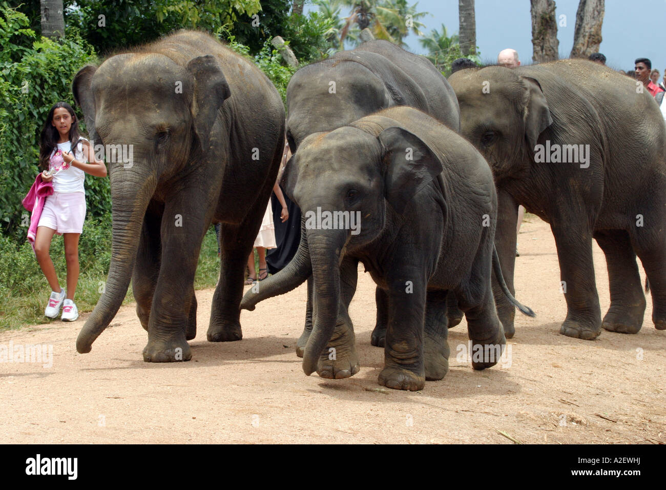 Sri Lanka elephants Baby asian elephants and young girl, Pinnawala