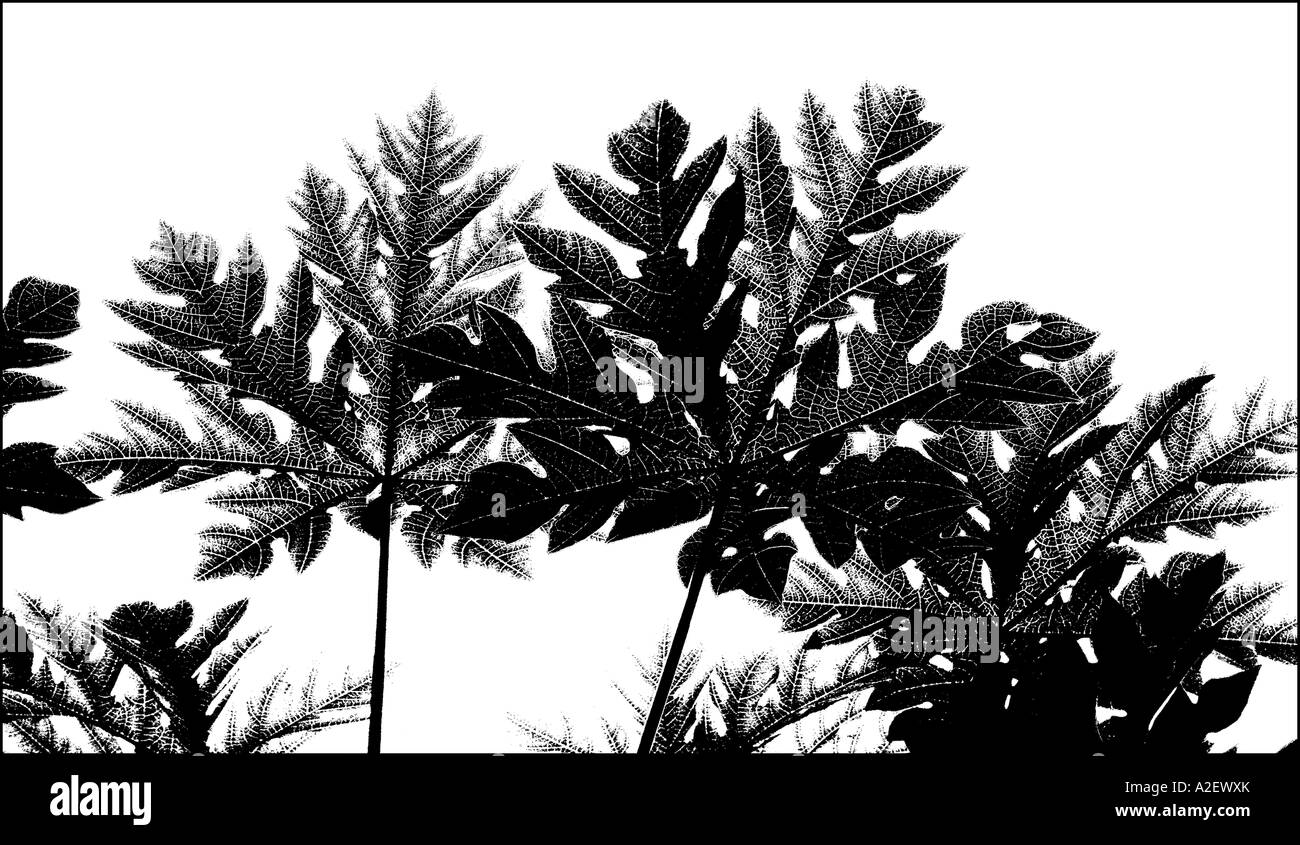Abstract, Leaves of a palm tree in B&W, Eden Project, Cornwall, UK Stock Photo