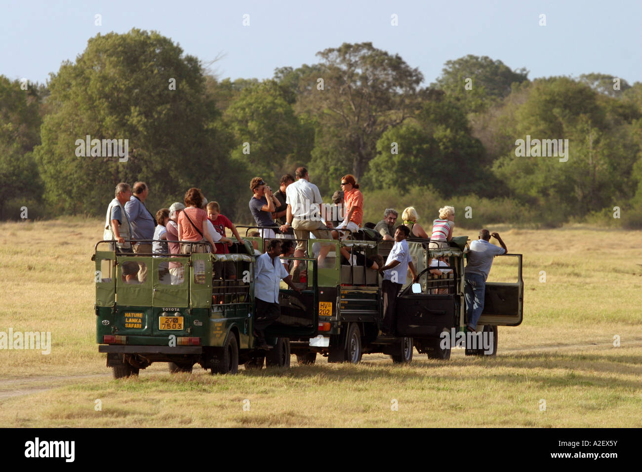 Jeep Safari vehicles full of tourists in Minneriya national park, Sri
