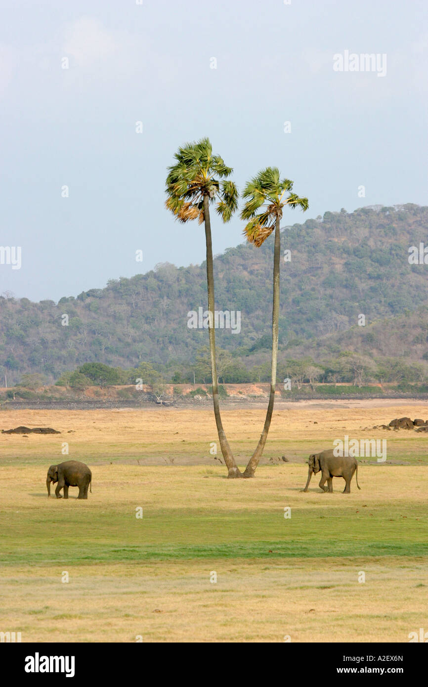 Sri lanka Elephants and palm trees, Minneriya National Park,  Sri Lanka, Asia Stock Photo