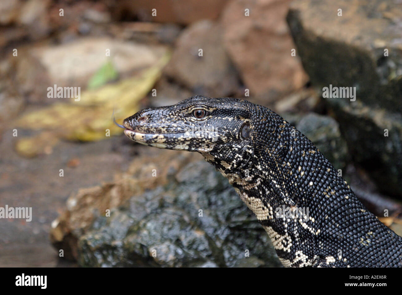 Close up of the head of a Water Monitor lizard, Varanus salvator, Sri Lanka, Asia Stock Photo
