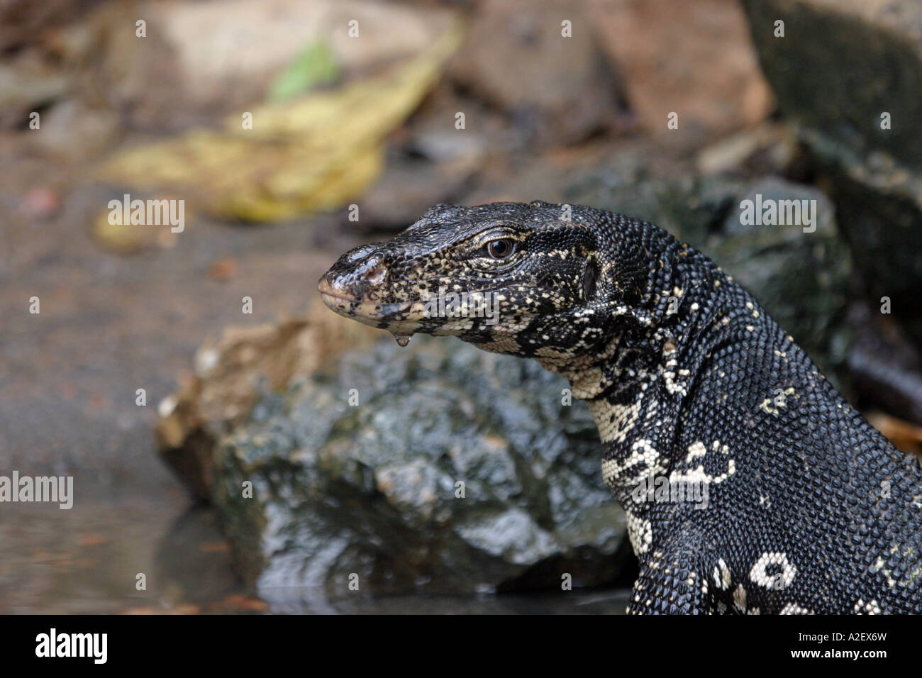 Close up of the head of a Water Monitor lizard, Varanus salvator, Sri Lanka Asia Stock Photo