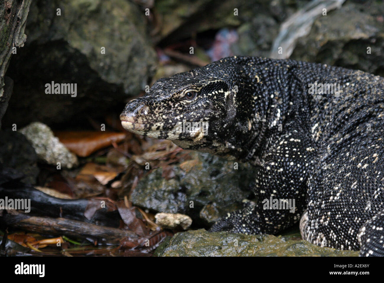 Close up of the head of an asian  Water Monitor lizard, Varanus salvator, Sri Lanka Asia Stock Photo