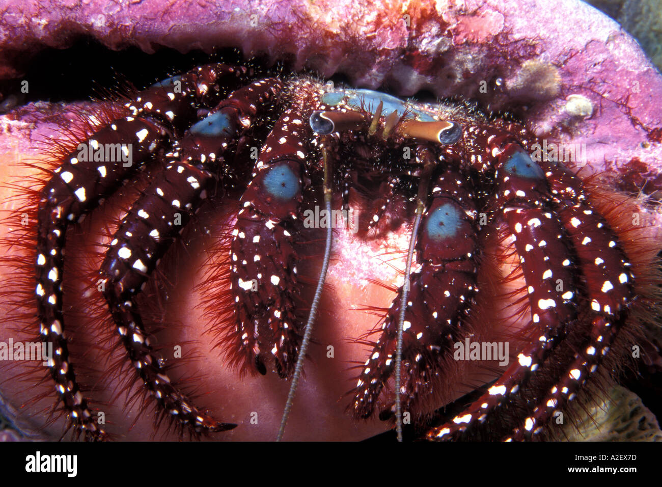 Hermit crab Dardanus lagopodes Sulawesi Indonesia Stock Photo - Alamy