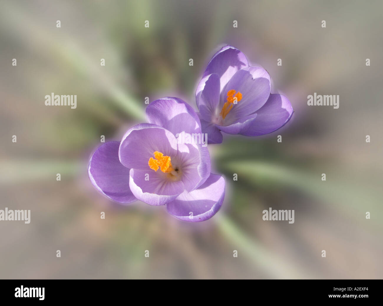 Zoom close up of two light mauve crocus flowers Stock Photo